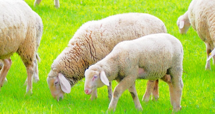 羊革(ラムレザー)"